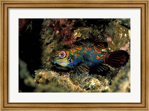 Framed Indonesia, Indo Pacific Mandarinfish Print