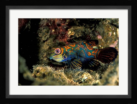 Framed Indonesia, Indo Pacific Mandarinfish Print