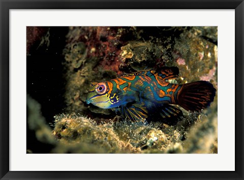 Framed Indonesia, Indo Pacific Mandarinfish Print