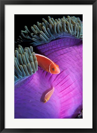 Framed Anemonefish swimming in anemone tent, Indonesia Print