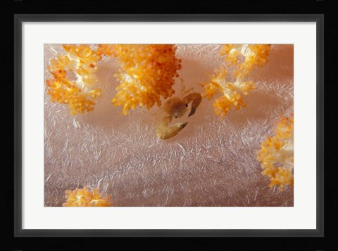 Framed Crab on Soft Coral, Indonesia Print