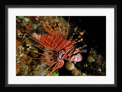 Framed Indonesia, Sulawesi, Spotfin lionfish Print