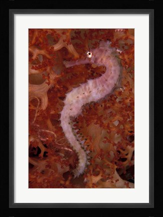Framed Thorny Seahorse on Soft Coral, Indonesia Print
