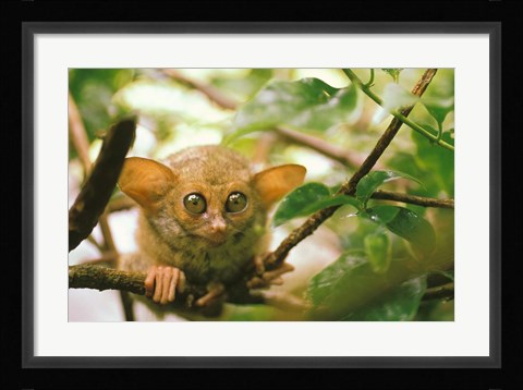 Framed Oceania, Indonesia, Sulawesi Tarsier, Primate Print