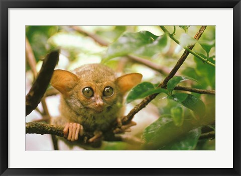 Framed Oceania, Indonesia, Sulawesi Tarsier, Primate Print