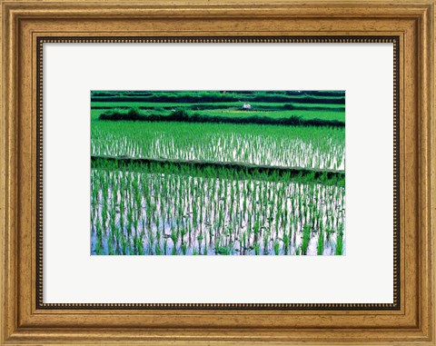 Framed Rice Cultivation, Bali, Indonesia Print