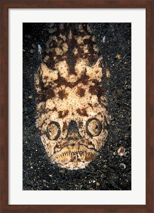 Framed Indonesia, Stargazer (Uranoscopidae sulphureus) Print