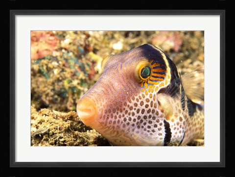Framed Sharpnose Puffer, Indonesia Print