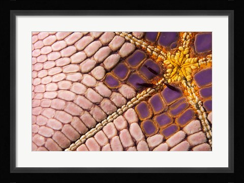 Framed Shrimp on Cushion Star, Indonesia Print