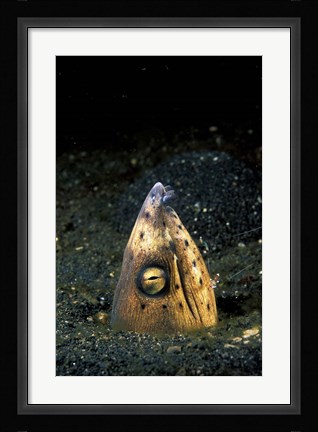 Framed Blackfin Snake Eel with cleaner shrimp, North Sulawesi, Indonesia Print