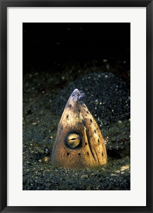 Framed Blackfin Snake Eel with cleaner shrimp, North Sulawesi, Indonesia Print