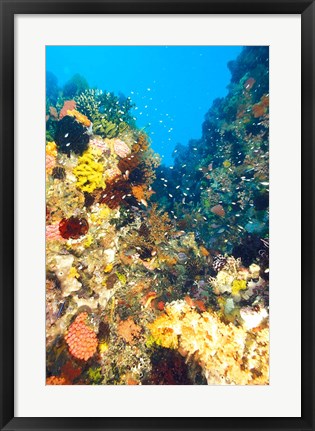 Framed Healthy Reef, Komodo, Indonesia Print