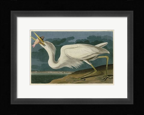 Framed Great White Heron Print