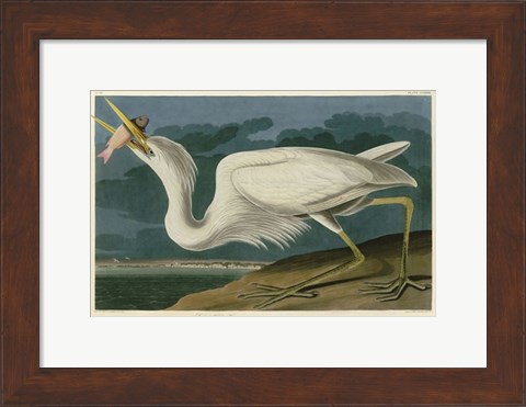 Framed Great White Heron Print