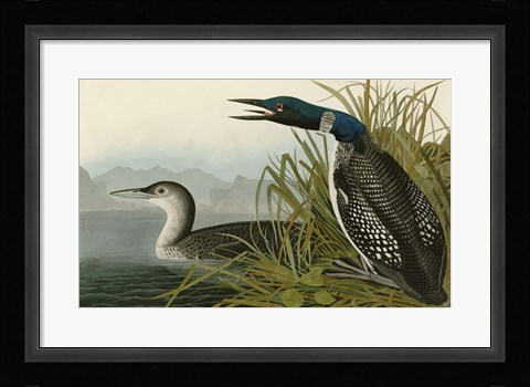 Framed Great Northern Diver or Loon Print