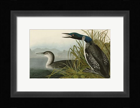 Framed Great Northern Diver or Loon Print