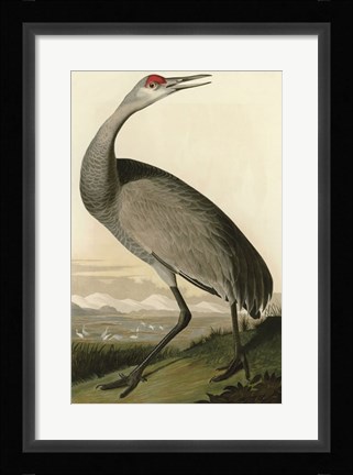 Framed Hooping Crane Print