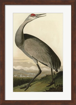 Framed Hooping Crane Print