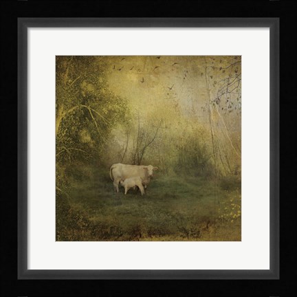 Framed Tendre Charolais Print