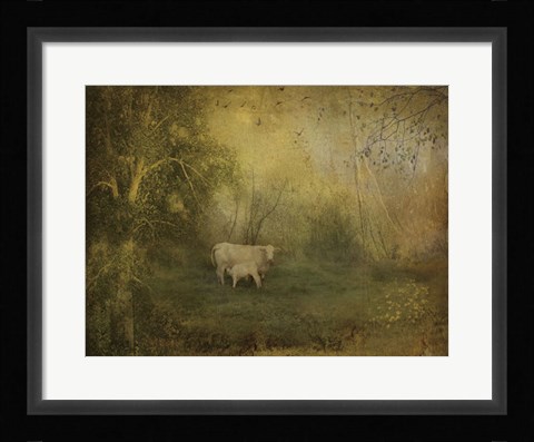 Framed Tendre Charolais Print