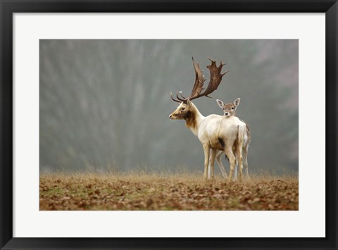 Framed Fallow Love Print