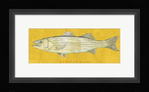 Framed Striped Bass Print
