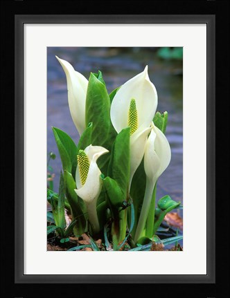 Framed Skunk Cabbage, Mt Hakkoda, Japan Print