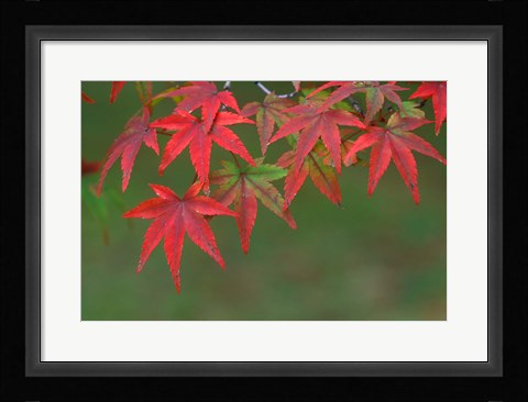 Framed Maple Leaves, Kyoto, Japan Print
