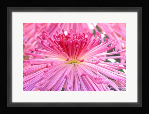 Framed Crysanthemum, Sensoji Temple, Asakusa, Tokyo, Japan Print