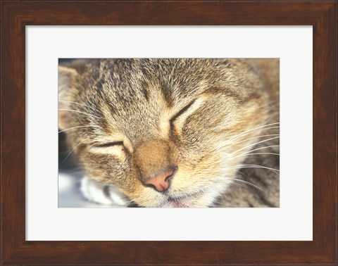 Framed Cat Sleeping Print
