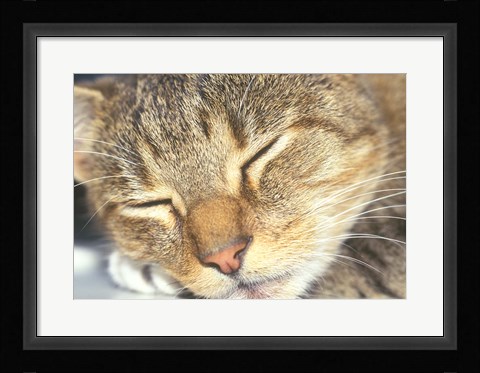 Framed Cat Sleeping Print
