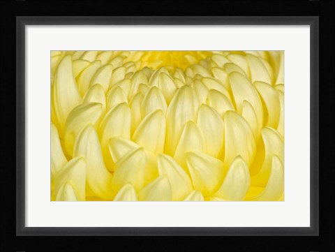 Framed Chrysanthemum Flowers, Ise Shrine, Mie, Japan Print