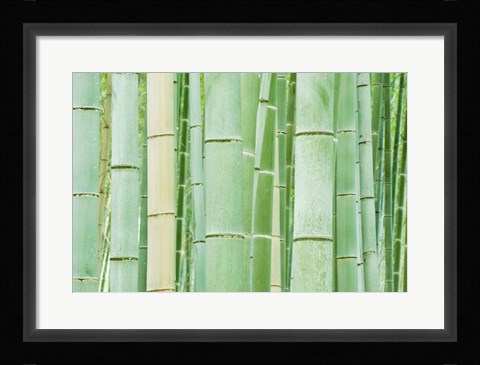 Framed Bambloo Forest, Sagano, Arashiyama, Kyoto, Japan Print