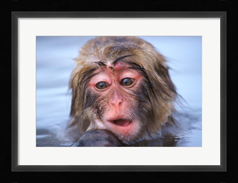 Framed Japan, Nagano, Jigokudani, Snow Monkey in Hot Spring Print