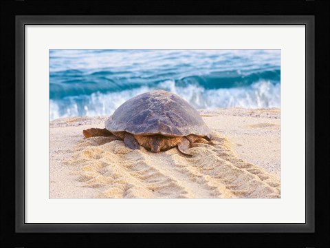 Framed Loggerhead Turtle, Nagata, Kagoshima, Yakushima, Japan Print