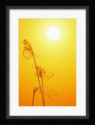 Framed Susuki Grass at Sunset, Kagoshima, Japan Print