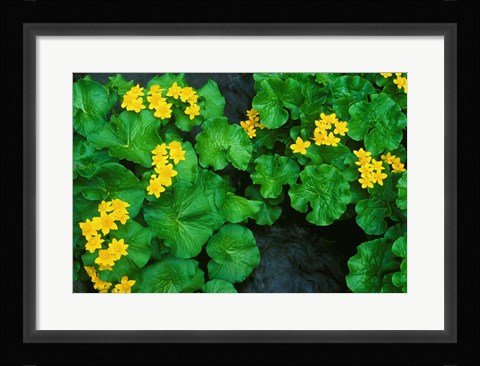 Framed Yezo Ryu-Kinka (Marsh Marigold), Daisetsuzan NP, Hokkaido, Japan Print