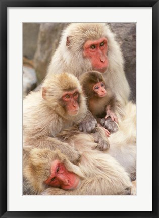 Framed Japan, Nagano, Jigokudani, Snow Monkey Family Print