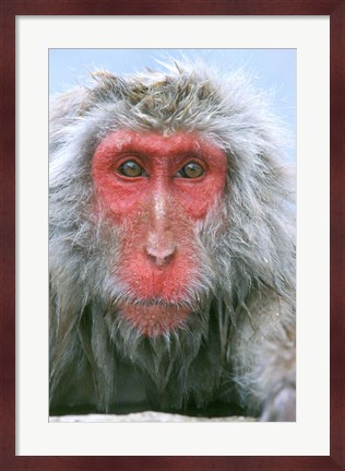 Framed Snow Monkey, Japanese Macaque, Nagano, Japan Print