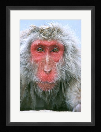 Framed Snow Monkey, Japanese Macaque, Nagano, Japan Print