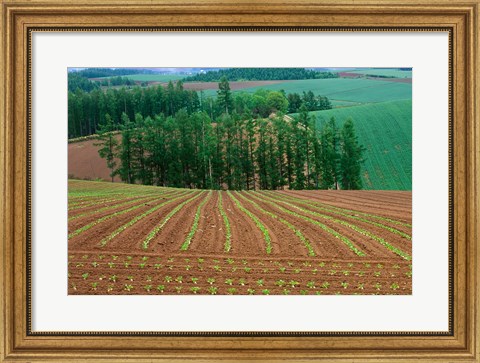 Framed Sugar Beet Field, Biei, Hokkaido, Japan Print