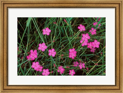 Framed Nadeshiko (Wild Pinks), Daisetsuzan NP, Hokkaido, Japan Print