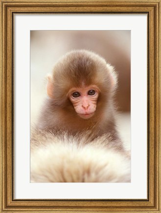 Framed Japan, Nagano, Jigokudani, Snow Monkey Baby Print