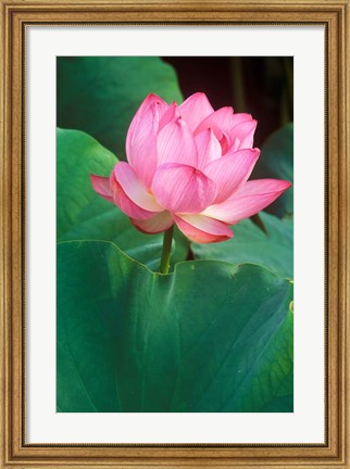 Framed Ohga Lotus, Sankei-en Garden, Yokohama, Japan Print