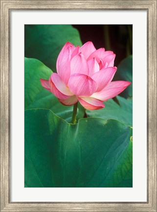 Framed Ohga Lotus, Sankei-en Garden, Yokohama, Japan Print