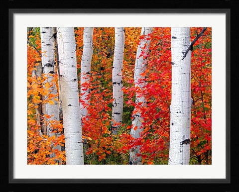 Framed Aspens and Maples Print