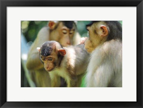 Framed Southern Pig-Tailed Macaque, Sepilok, Borneo, Malaysia Print