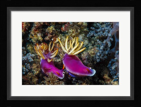 Framed Pair of Nudibranch Kapalai Island, Malaysia Print