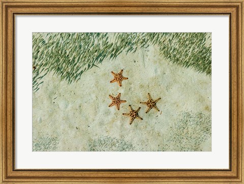 Framed Four Knobby Sea Stars and Small Fish, Kapalai, Malaysia Print