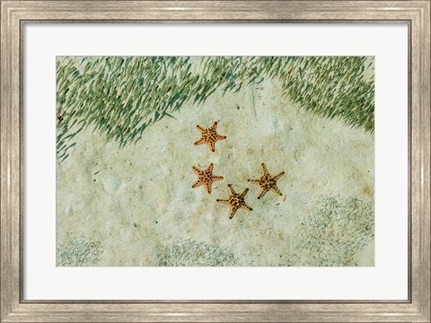 Framed Four Knobby Sea Stars and Small Fish, Kapalai, Malaysia Print